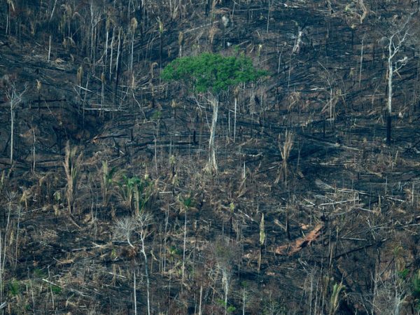 Brazil and the Amazon Forest - Greenpeace USA